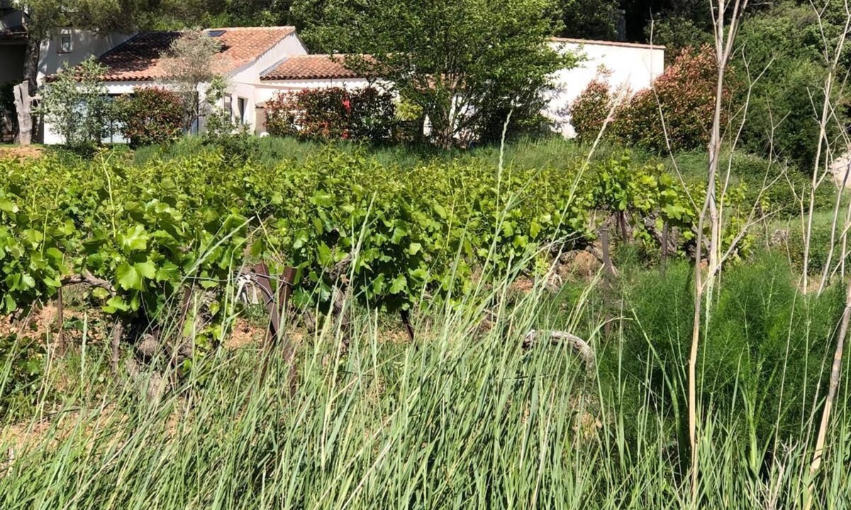 Rousset Villa | MAGNIFICENT VILLA AMID VINEYARDS AND PINE TREES NEAR AIX EN PROVENCE