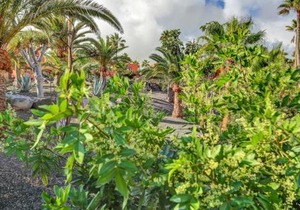 Oasis Royal