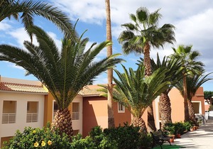 Under palm and banana trees, a 15-minute walk from the sea,