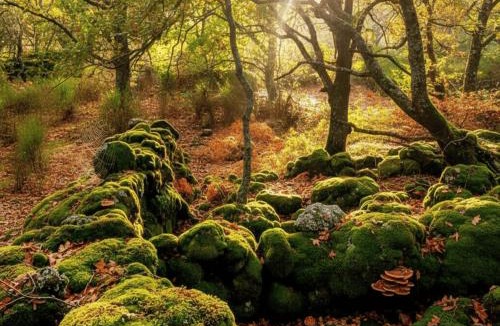Casas del Monte House | Casa Rural ARBEQUINA & Otoño MÁGICO