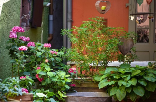 Ribeauville House | Cosy and quiet gîte with a paved courtyard planted with flowers, 5 minutes from the center.