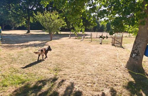 Echillais House | Dogfriendly