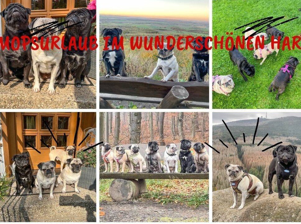 Photo of Others in Bad Harzburg