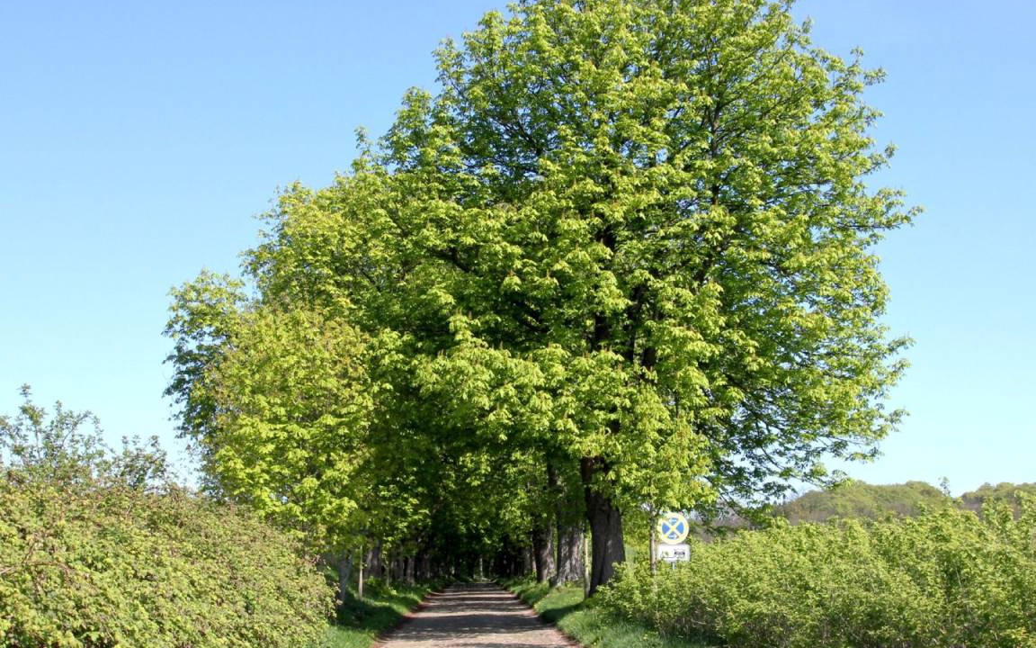 Photo of Others in Glowe