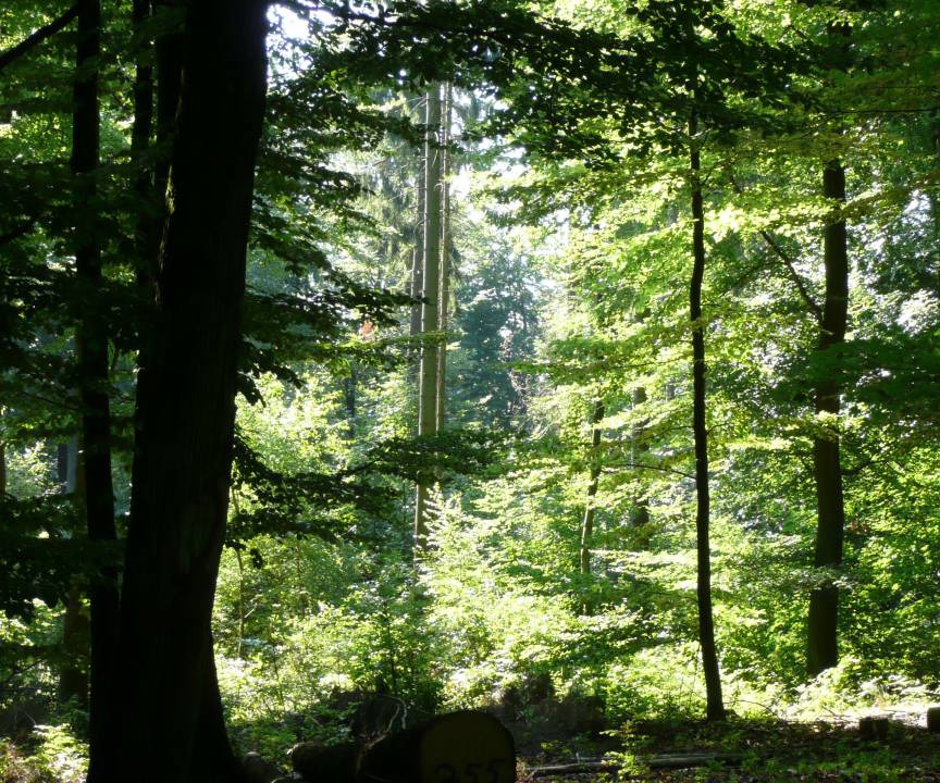 Photo of Others in Hofheim am Taunus