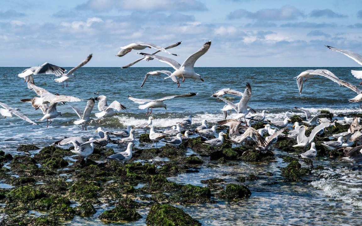 Photo of Others in Sylt-Ost
