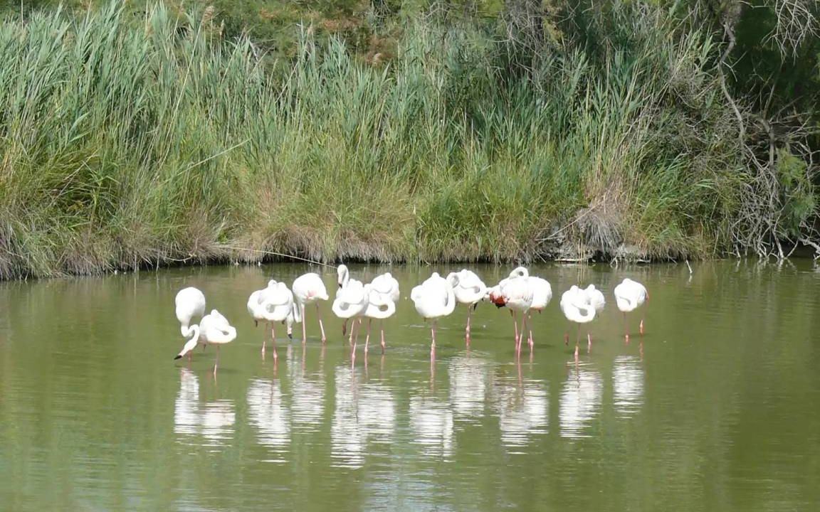 Photo of Others in Saint-Martin-de-Crau