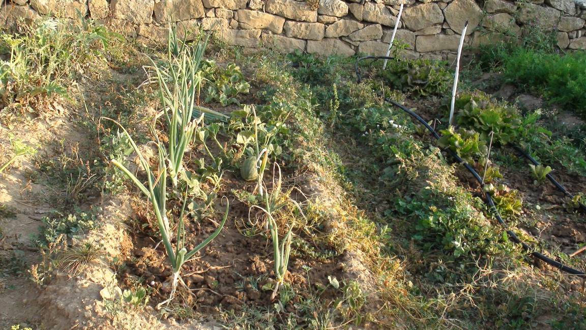 Photo of Others in Llobera