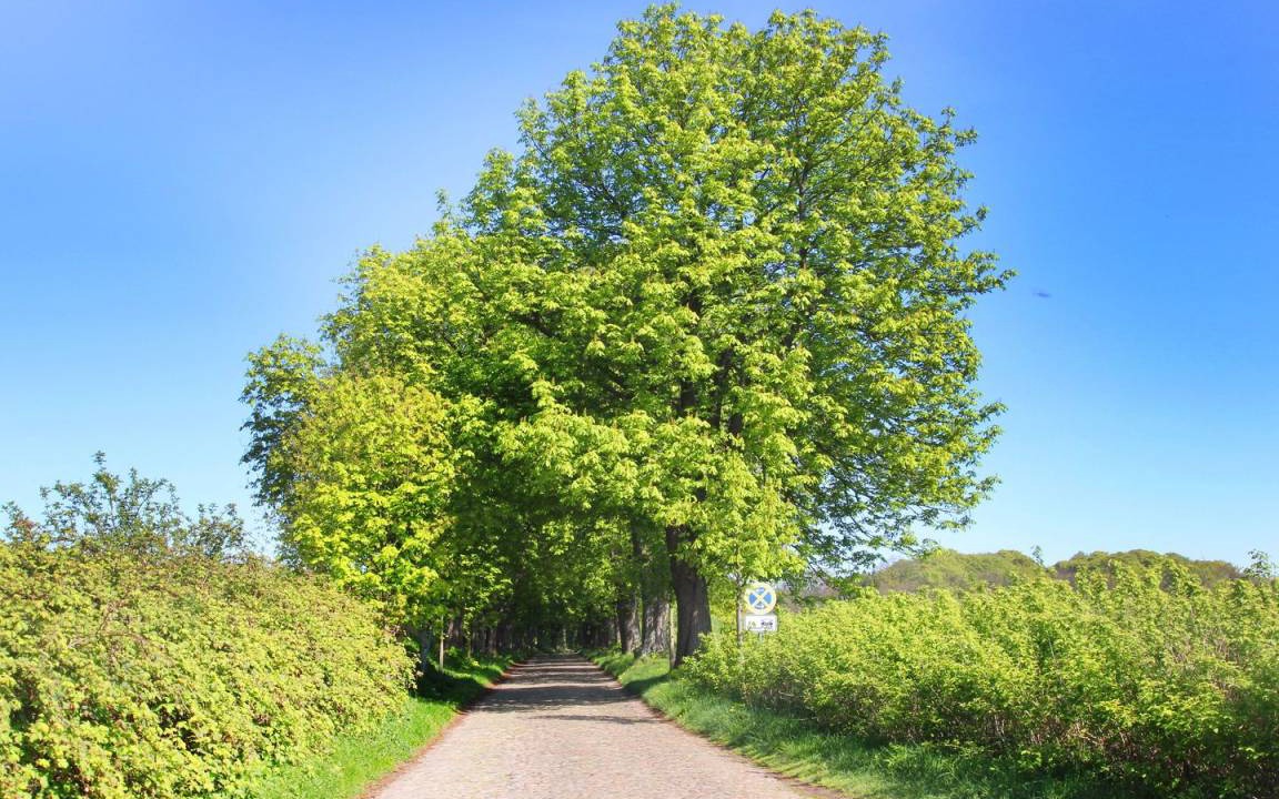 Photo of Others in Middelhagen
