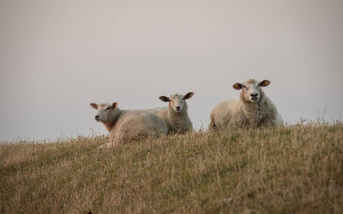 Photo of Others in Westerhever