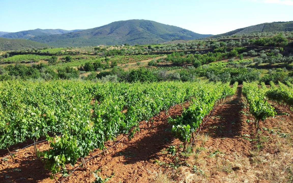 Photo of Others in Sotoserrano