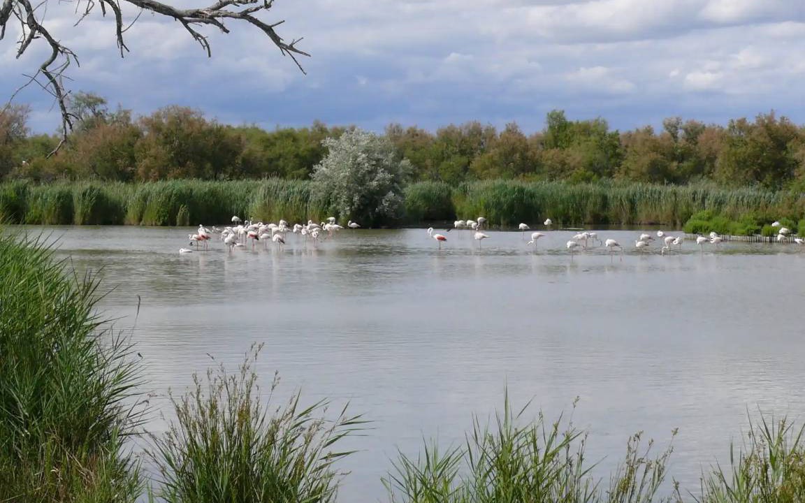 Photo of Others in Saint-Martin-de-Crau