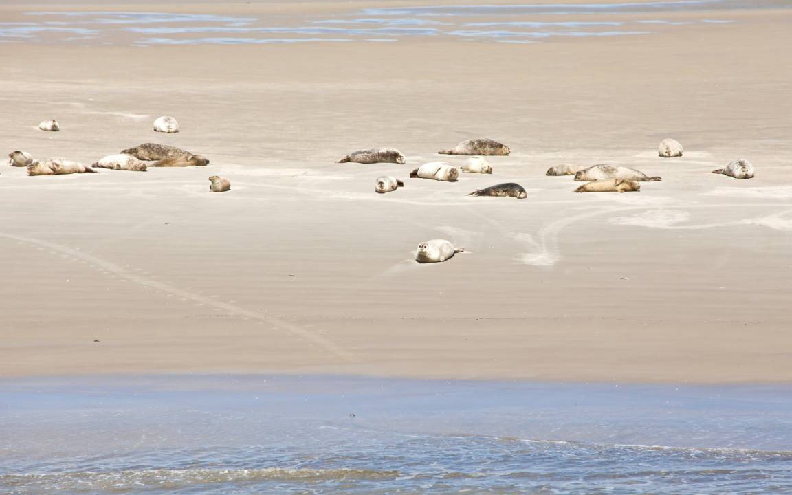 Photo of Human In Picture in Hallig Langeneß