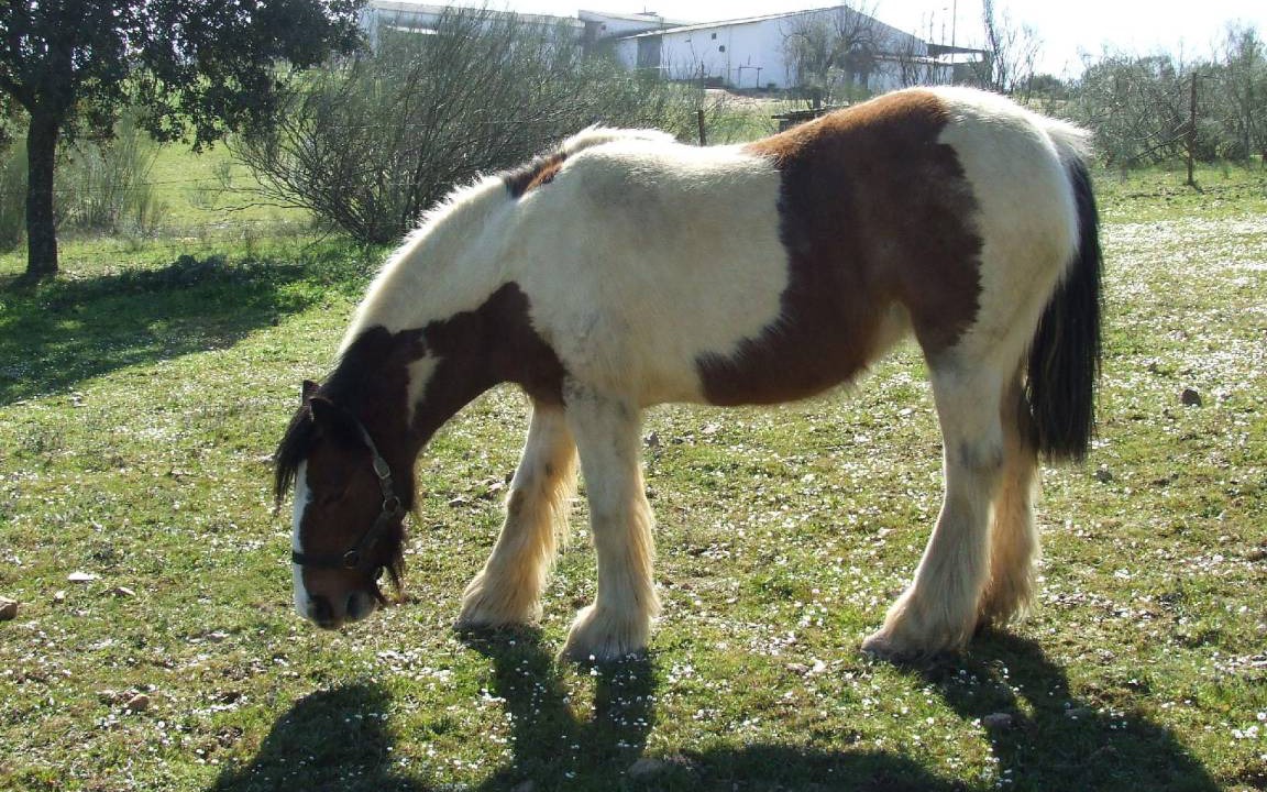Photo of Others in Alcuescar