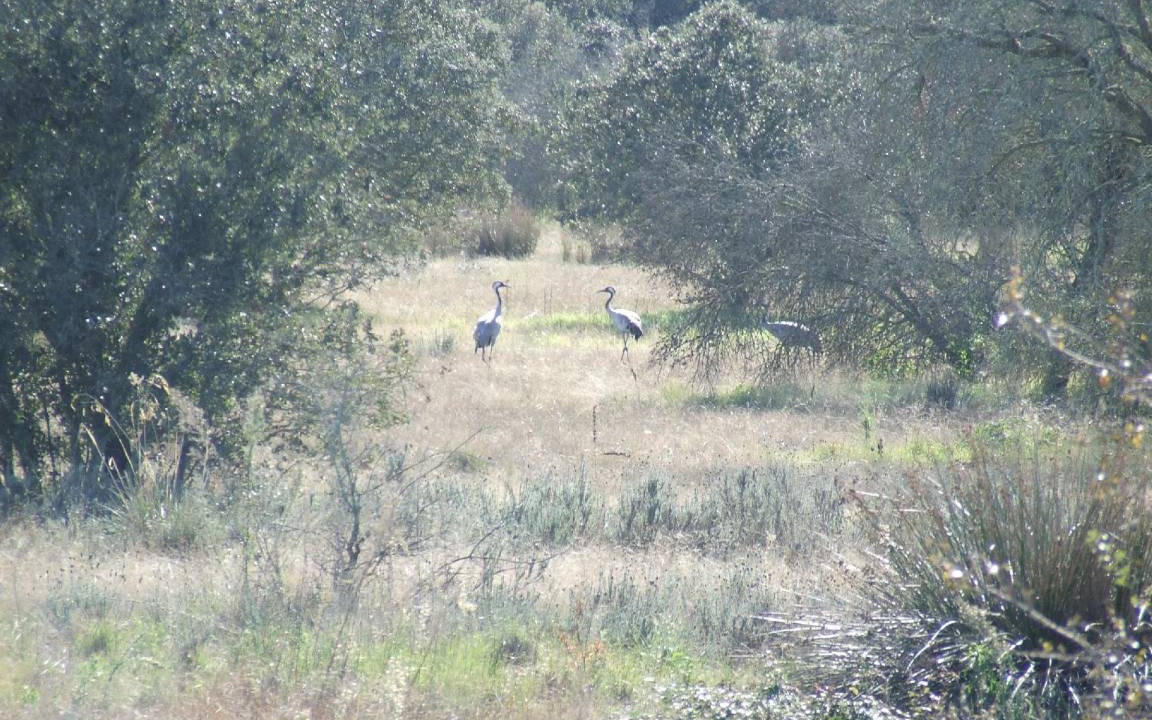 Photo of Others in Alcuescar