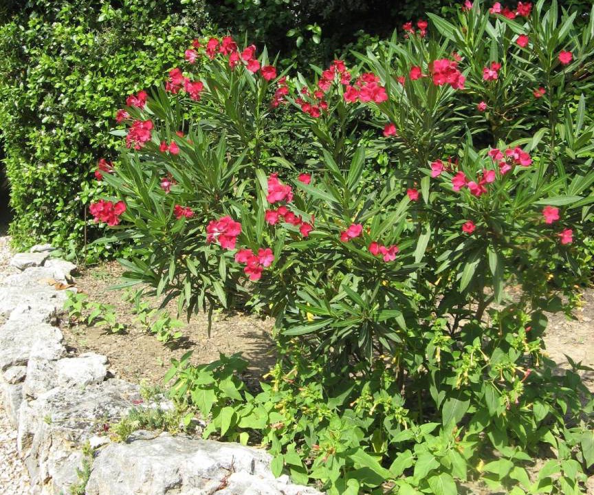 Photo of Outdoor in Garrigues-Sainte-Eulalie