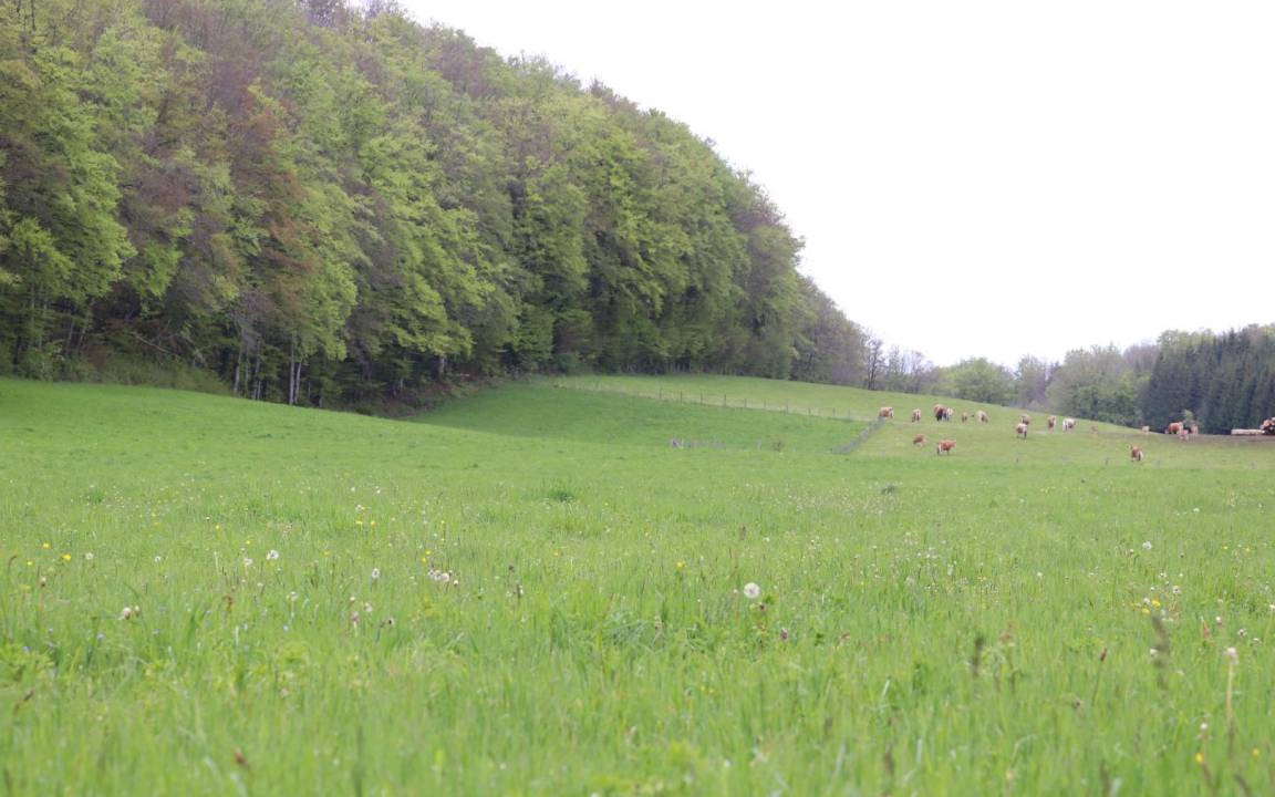 Photo of Others in Aranc