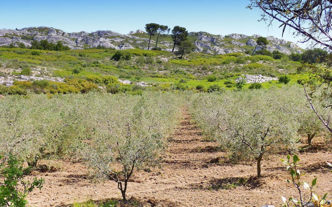 Photo of Others in Maussane-les-Alpilles