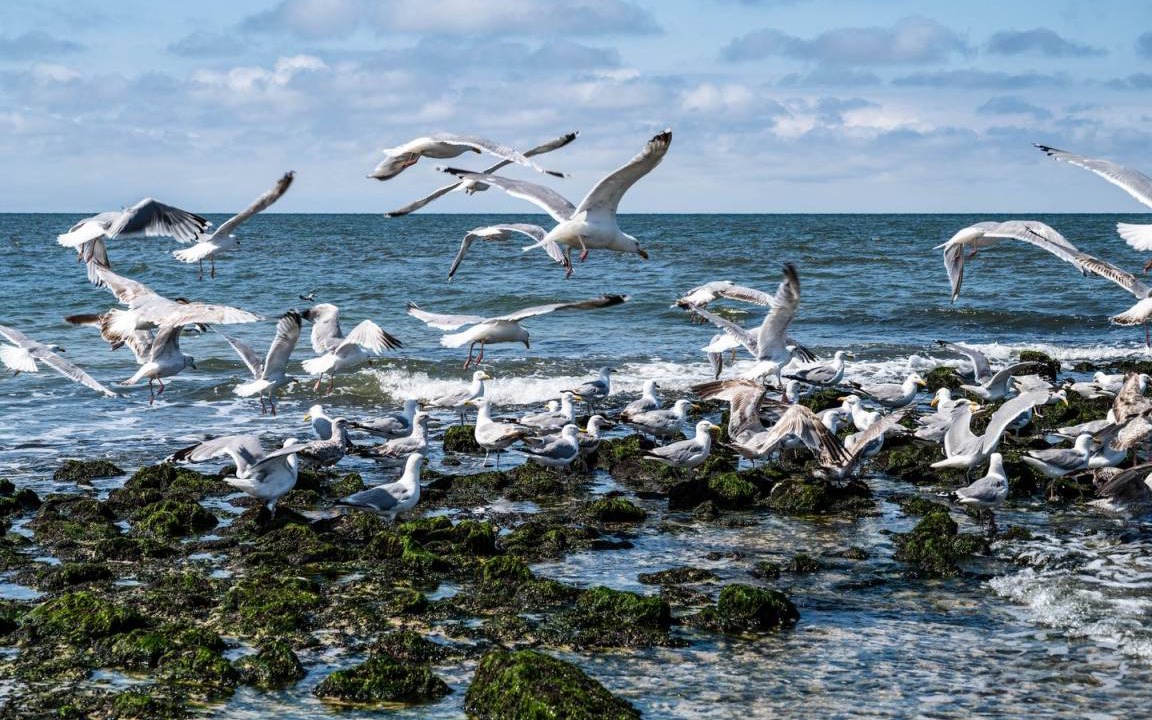 Photo of Others in Westerland