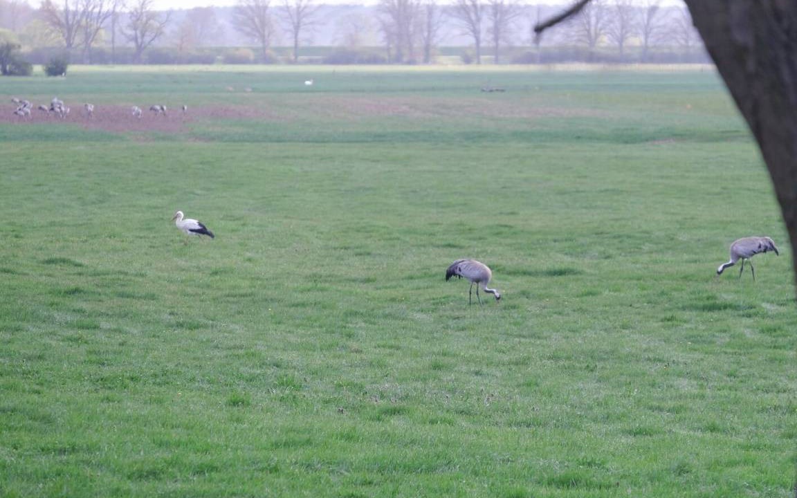 Photo of Others in Schnackenburg