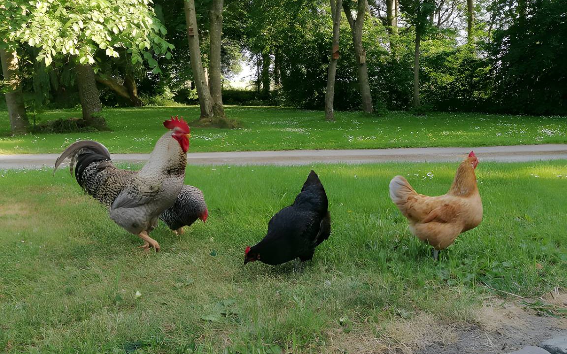 Photo of Others in Karolinenkoog