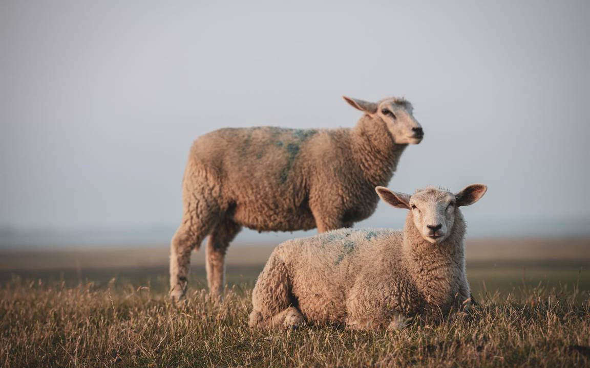 Photo of Others in Westerhever