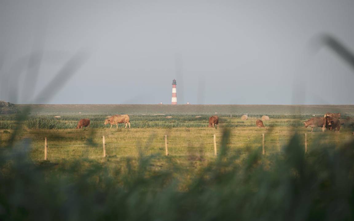 Photo of Others in Westerhever