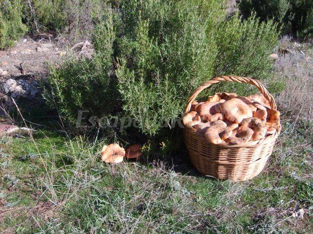 Photo of Others in Cardenete