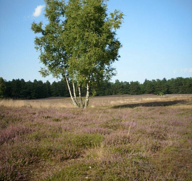 Photo of Others in Bad Bevensen