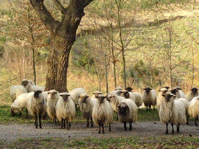 Photo of Others in Berriz