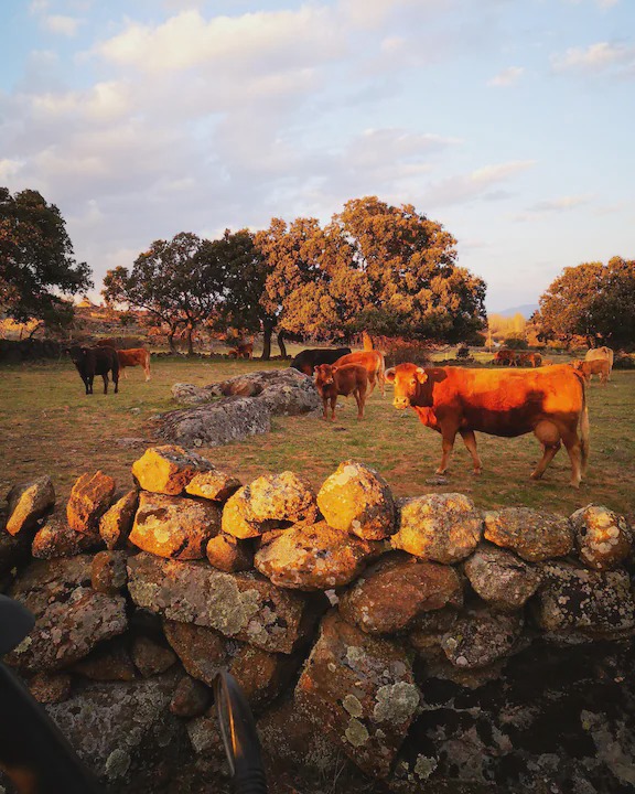 Photo of Others in Villar de Corneja