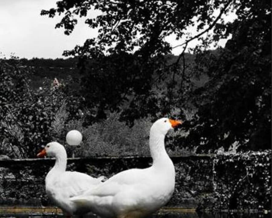 Photo of Others in Terrasson-la-Villedieu