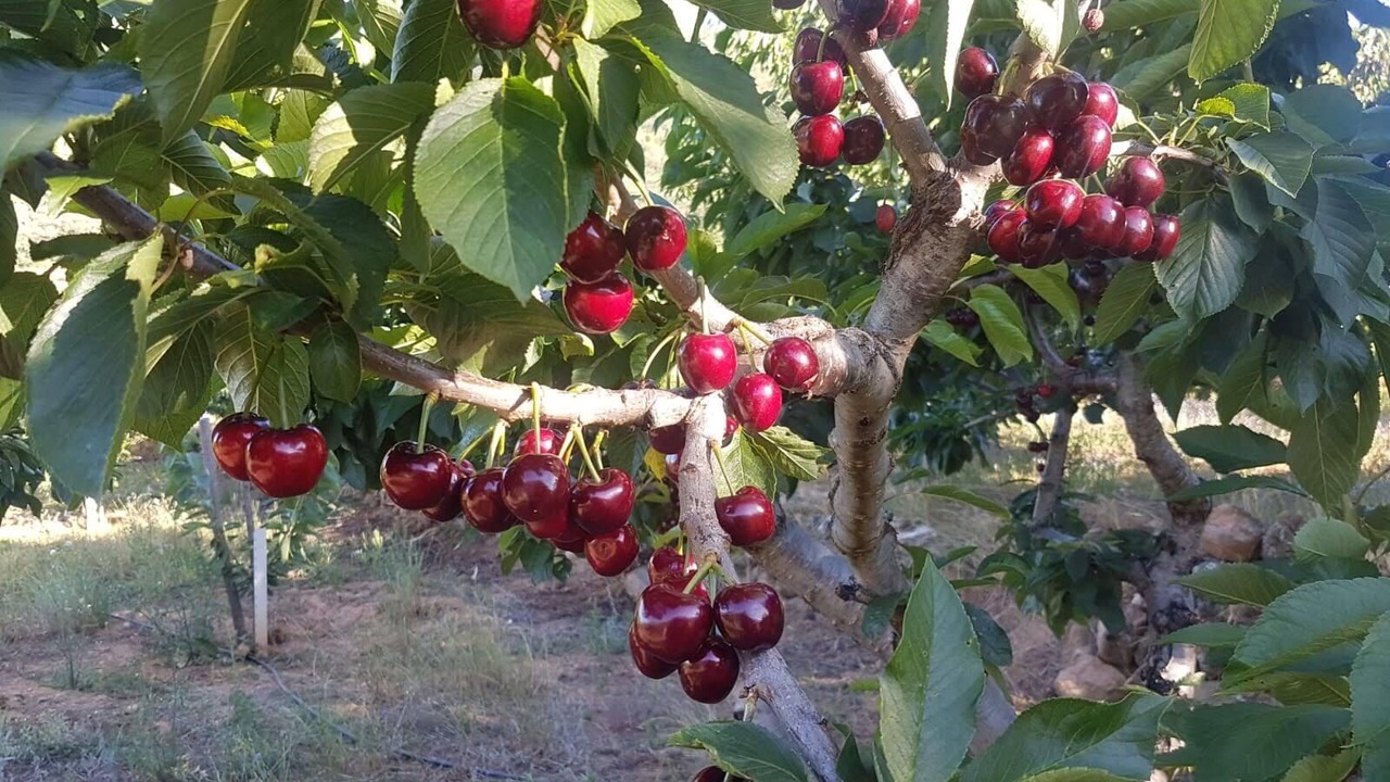 Photo of Outdoor in Jerte