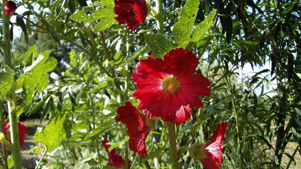 Photo of Outdoor in La Acena de la Borrega