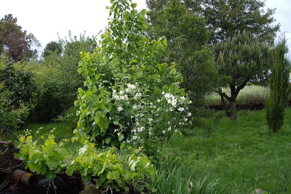 Photo of Outdoor in La Acena de la Borrega