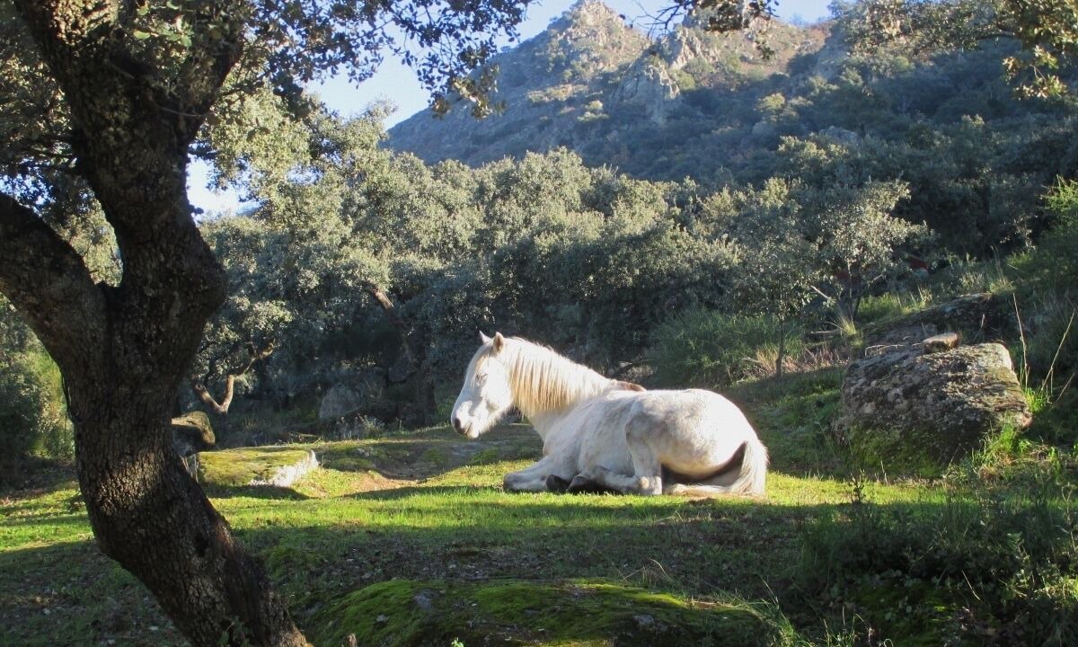 Photo of Others in Alcuescar