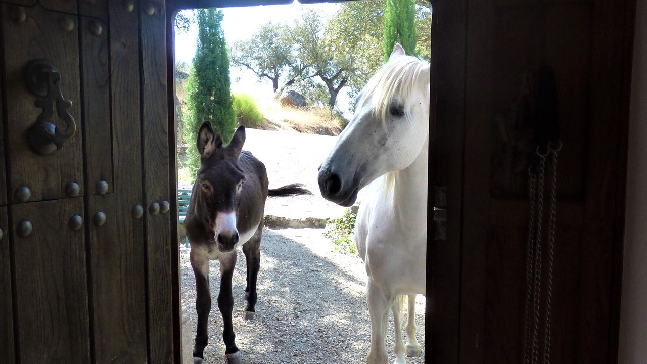 Photo of Others in Alcuescar
