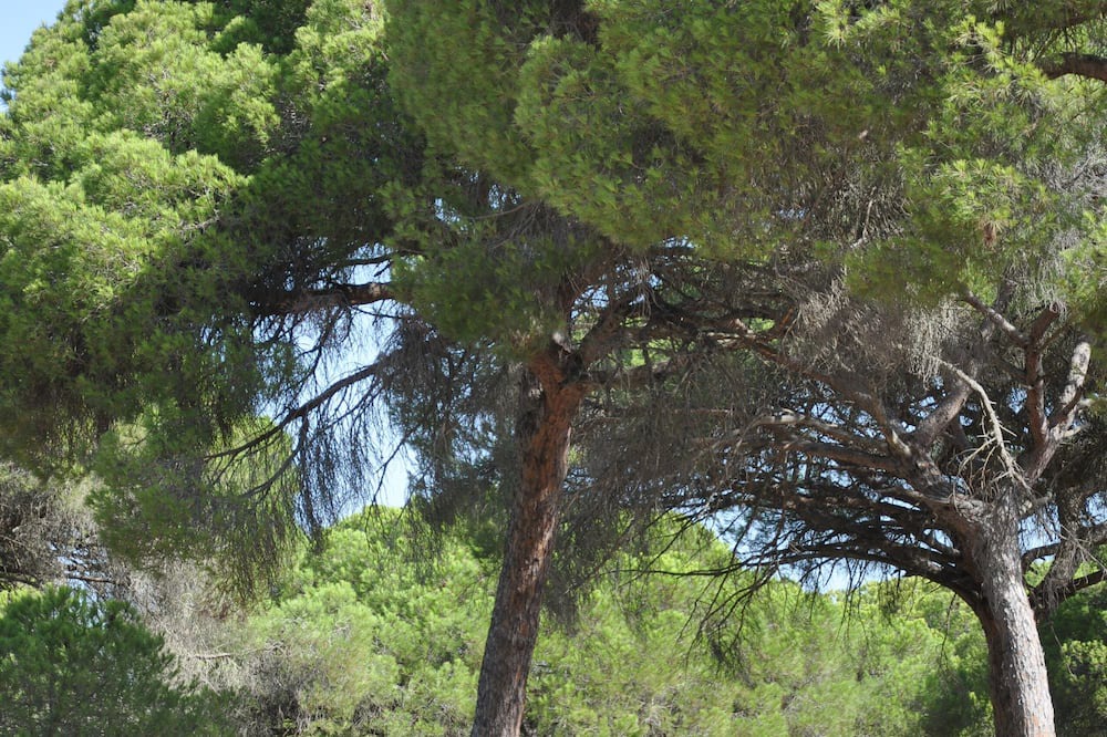 Photo of Outdoor in Villamanrique de la Condesa