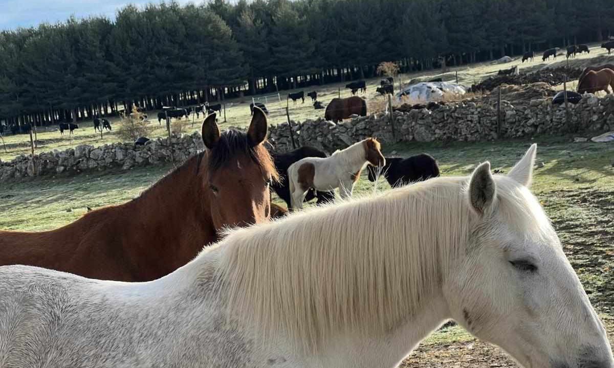 Photo of Others in Hoyos del Espino
