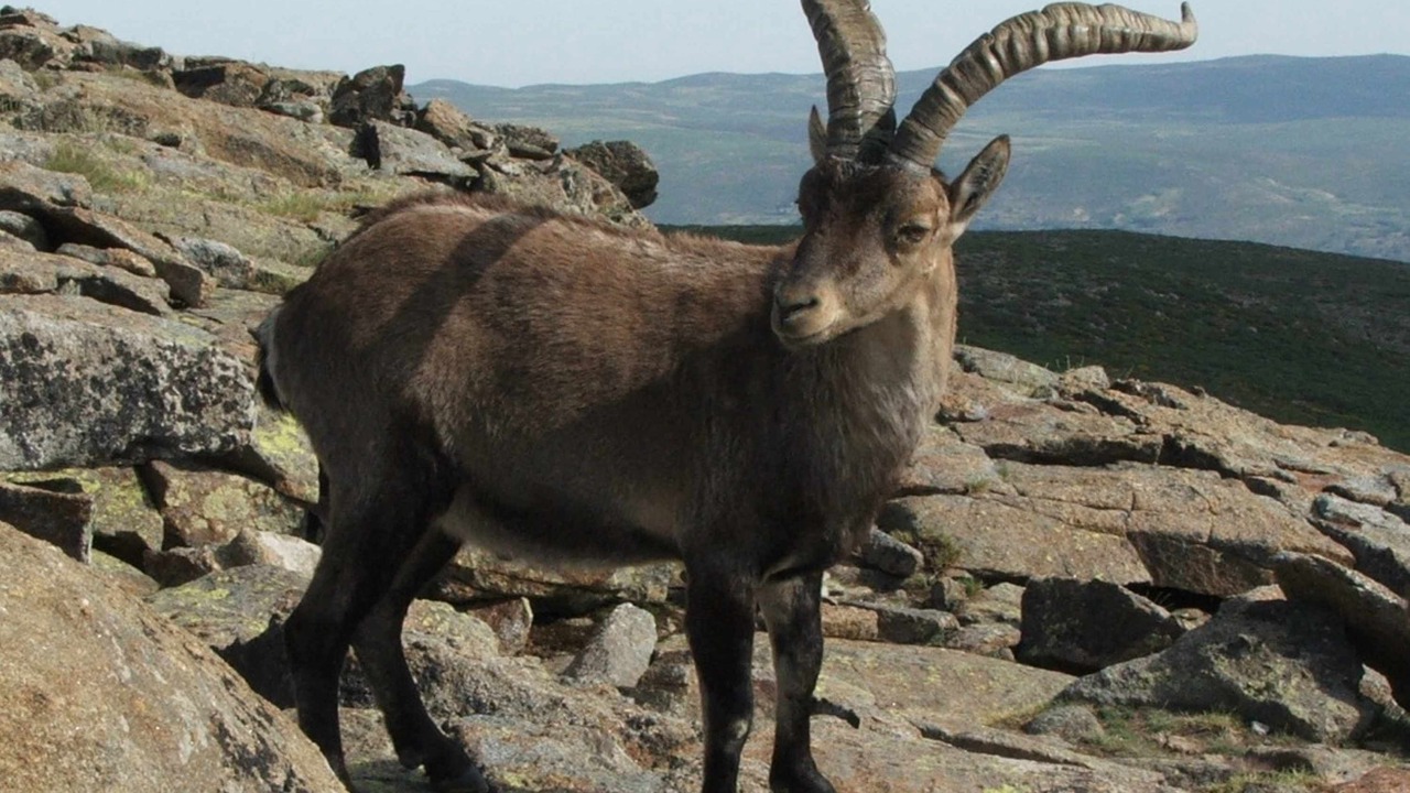 Photo of Others in Hoyos del Espino