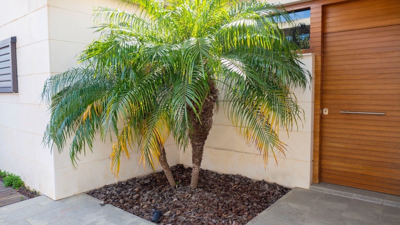 Photo of Outdoor in Comarruga