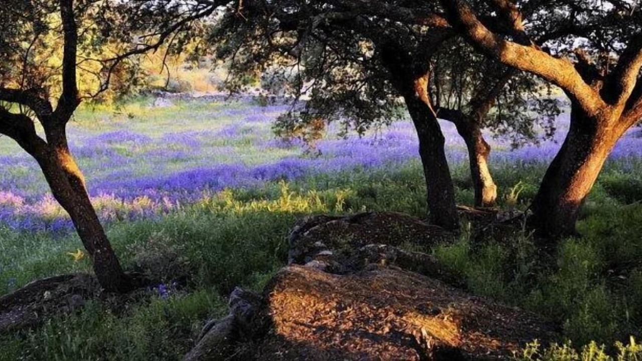 Photo of Outdoor in Arroyomolinos de Montanchez