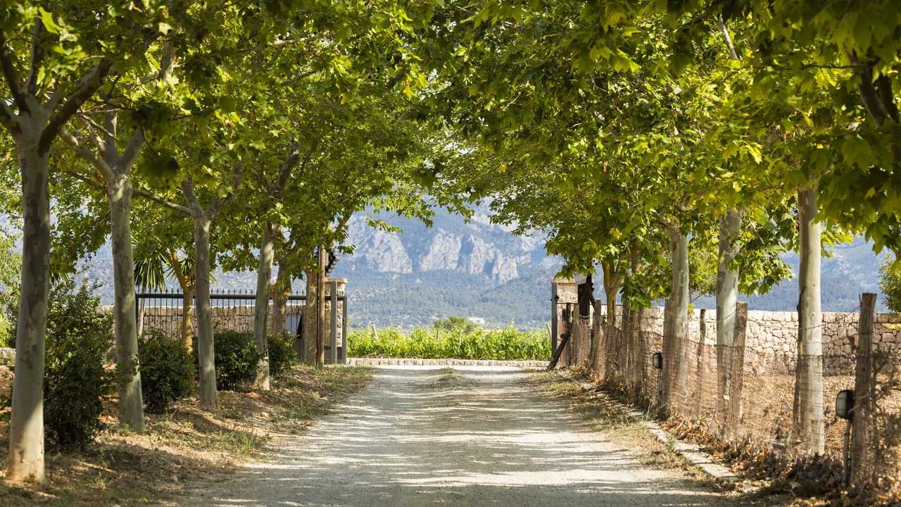 Photo of Outdoor in Ses Alqueries