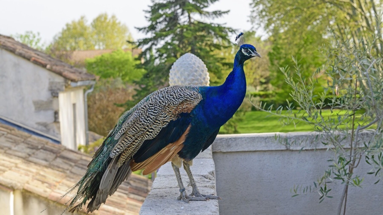 Photo of Others in Avignon