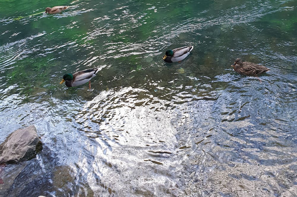 Photo of Others in Morieres-les-Avignon
