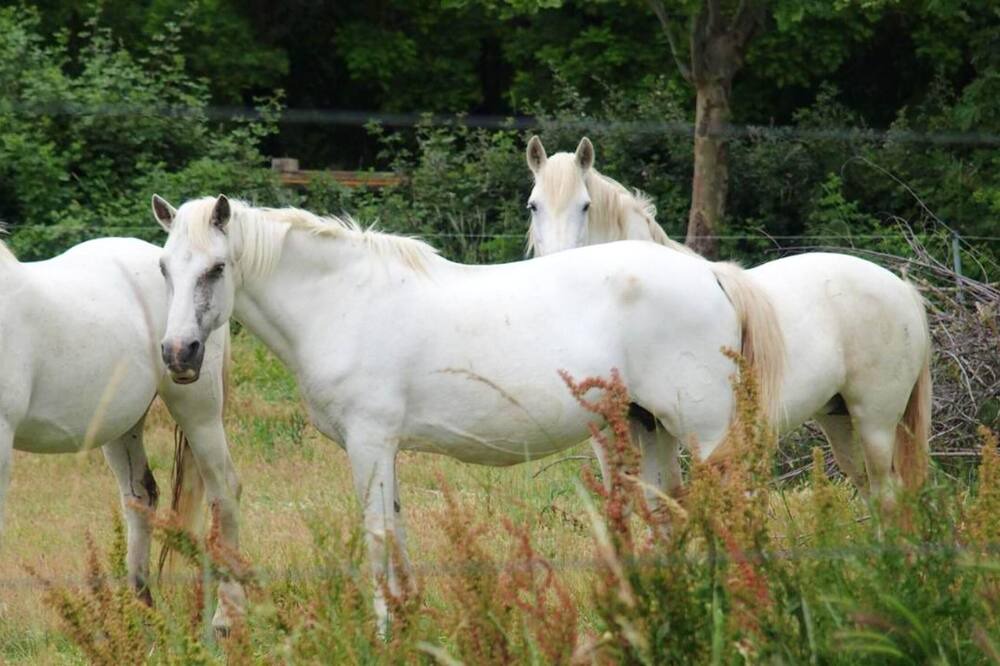 Photo of Others in Marsillargues