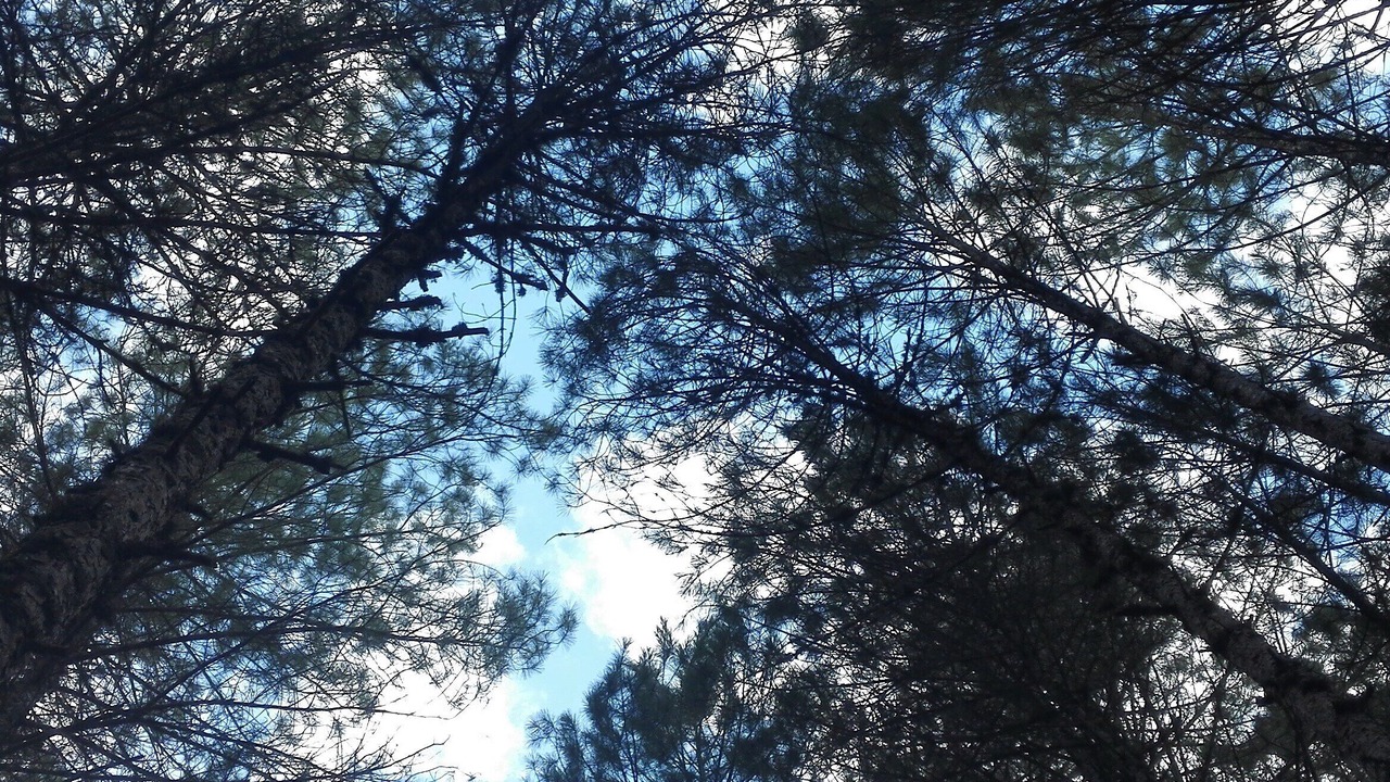 Photo of Others in Poveda de la Sierra