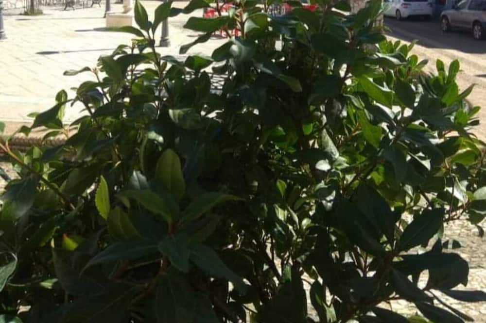 Photo of Outdoor in Cortelazor