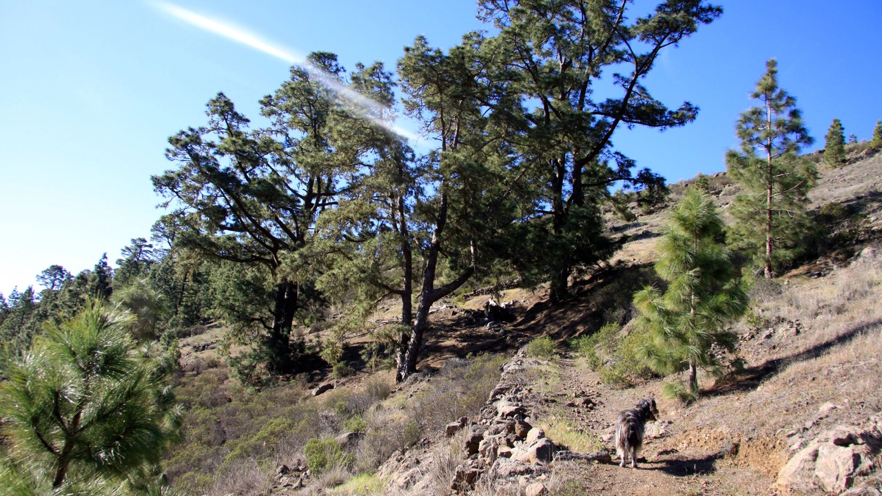 Photo of Outdoor in Arico