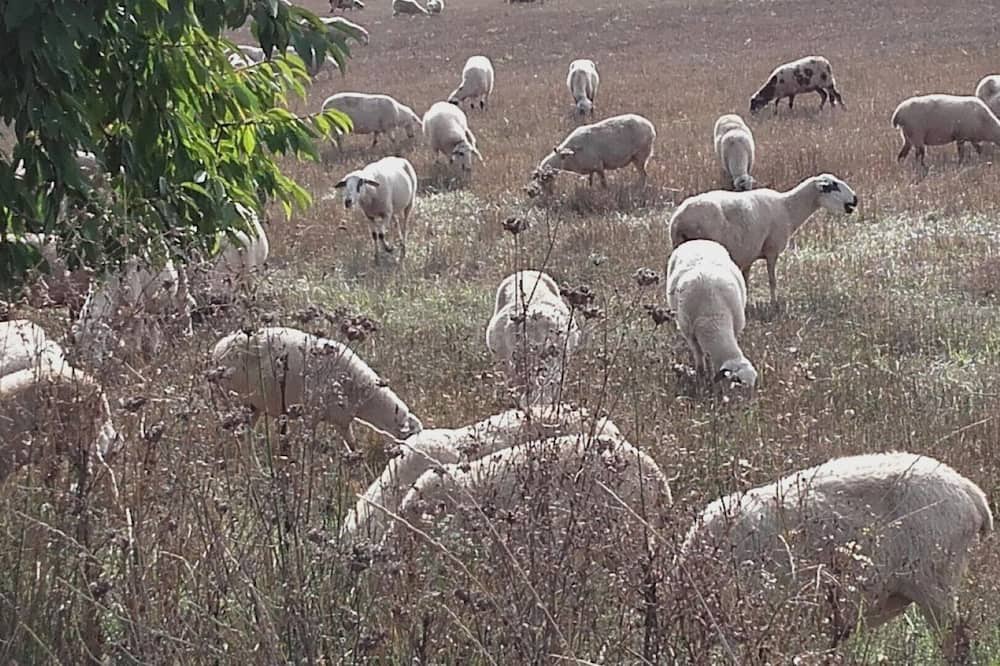 Photo of Outdoor in Pinilla de Jadraque